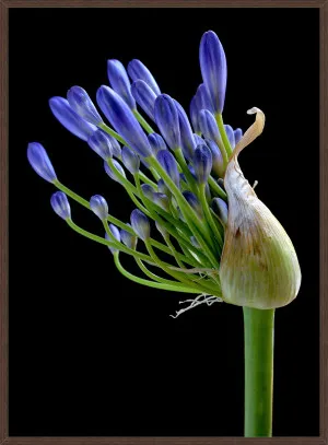 BLUE AGAPANTHUS by null, a Prints for sale on Style Sourcebook