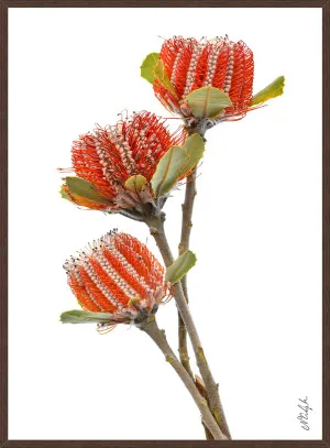 SCARLET BANKSIA TRIO by null, a Prints for sale on Style Sourcebook