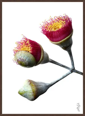 EUCALYPTUS BLOSSOMS by null, a Prints for sale on Style Sourcebook