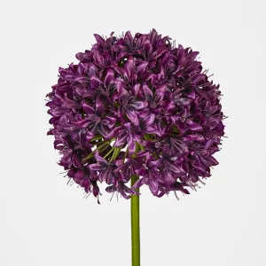 Allium Flower Lavender by Florabelle Living, a Plants for sale on Style Sourcebook