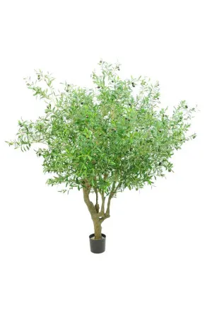 Giant Olive Tree With 9384 Leaves 216 Fruits Green 153cm by Florabelle Living, a Plants for sale on Style Sourcebook