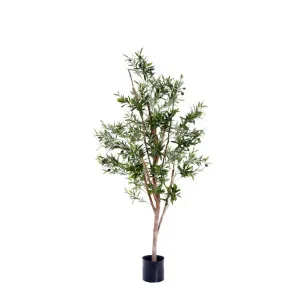 Olive Tree 1.5m by Florabelle Living, a Plants for sale on Style Sourcebook