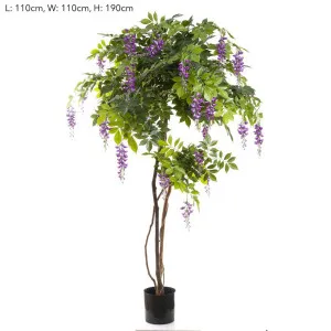 Wisteria Tree Purple 1.9m by Florabelle Living, a Plants for sale on Style Sourcebook