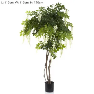 Wisteria Tree White 1.9m by Florabelle Living, a Plants for sale on Style Sourcebook