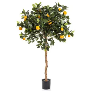 Golden Orange Tree 1.2m by Florabelle Living, a Plants for sale on Style Sourcebook
