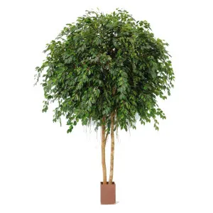 Giant Ficus Exotica 3.05m by Florabelle Living, a Plants for sale on Style Sourcebook