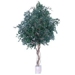 Ficus Exotica Giant Tree 3.05m by Florabelle Living, a Plants for sale on Style Sourcebook