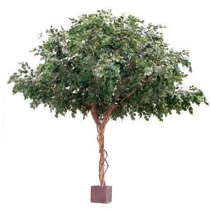 Ficus Exotica Giant Tree 3m by Florabelle Living, a Plants for sale on Style Sourcebook