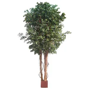 Ficus Retusa Giant 3.05m by Florabelle Living, a Plants for sale on Style Sourcebook