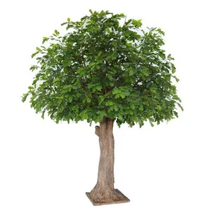 Oak Tree 3.1m by Florabelle Living, a Plants for sale on Style Sourcebook