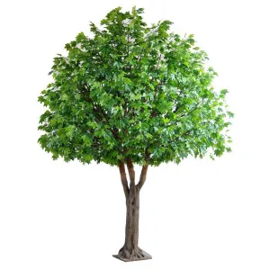 Giant Maple Tree 5.7m by Florabelle Living, a Plants for sale on Style Sourcebook