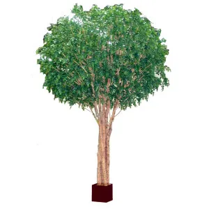 Giant Beech Tree 5.7m by Florabelle Living, a Plants for sale on Style Sourcebook