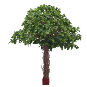 Giant Maple Liana Tree 5.5m by Florabelle Living, a Plants for sale on Style Sourcebook