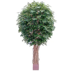 Giant Fat Ficus Liana Tree 6.1m by Florabelle Living, a Plants for sale on Style Sourcebook