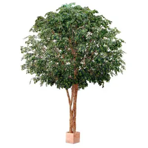 Giant Ficus 7.9m by Florabelle Living, a Plants for sale on Style Sourcebook