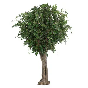Giant Ficus Exotica Tree 6m by Florabelle Living, a Plants for sale on Style Sourcebook