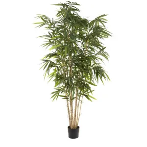 Giant Bamboo Tree 2.4m by Florabelle Living, a Plants for sale on Style Sourcebook