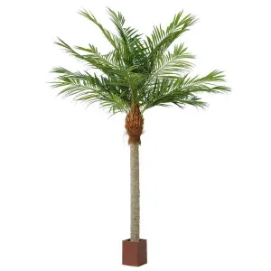 Majesty Palm 4.9m by Florabelle Living, a Plants for sale on Style Sourcebook