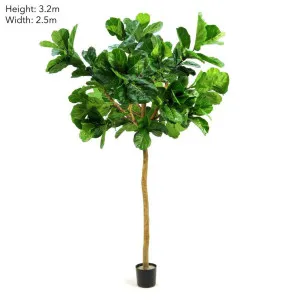 Fiddle Leaf Giant Tree 3.2m by Florabelle Living, a Plants for sale on Style Sourcebook