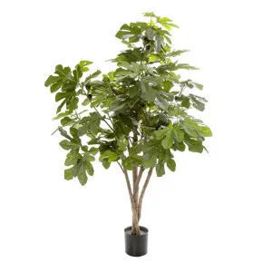 Fig Tree 1.1m by Florabelle Living, a Plants for sale on Style Sourcebook