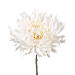 Dahlia Spray 56cm Cream by Florabelle Living, a Plants for sale on Style Sourcebook