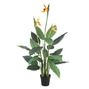 Flowering Bird of Paradise 150cm by Florabelle Living, a Plants for sale on Style Sourcebook