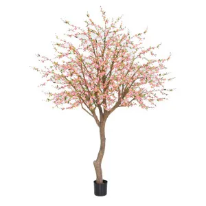 Giant Cherry Blossom Tree 2.4m by Florabelle Living, a Plants for sale on Style Sourcebook