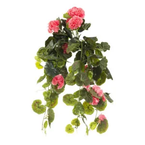 Geranium Bush Trail 60cm Peach by Florabelle Living, a Plants for sale on Style Sourcebook