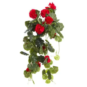 Geranium Bush Trail 60cm Red by Florabelle Living, a Plants for sale on Style Sourcebook