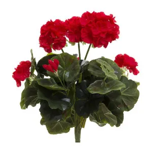 Geranium Bush 38cm Red by Florabelle Living, a Plants for sale on Style Sourcebook
