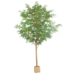4.2m Ficus Natasja Giant Tree 14142 Leaves in Wood Pot by Florabelle Living, a Plants for sale on Style Sourcebook