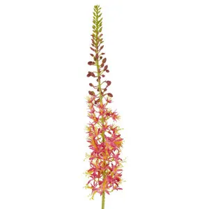 Eremurus Foxtail Stem 107cm Pink by Florabelle Living, a Plants for sale on Style Sourcebook