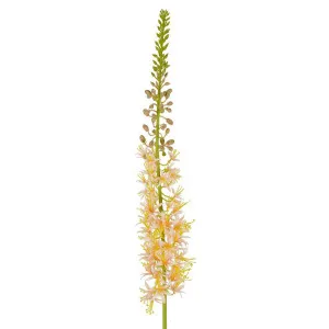 Eremurus Foxtail Stem 107cm Peach by Florabelle Living, a Plants for sale on Style Sourcebook