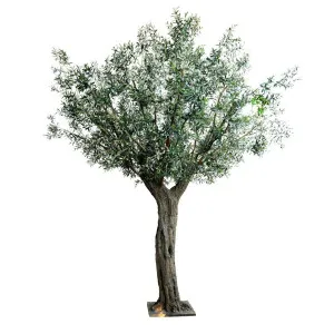 335cm Giant Olive Tree w 24888 Lvs 552 Fruits by Florabelle Living, a Plants for sale on Style Sourcebook