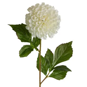Pompom Ball Dahlia Stem 62cm Cream by Florabelle Living, a Plants for sale on Style Sourcebook