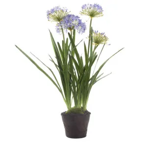 Agapanthus in Paper Pot Lavender by Florabelle Living, a Plants for sale on Style Sourcebook