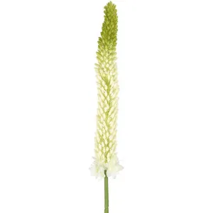 Fox Tail Stem 84cm Cream Green by Florabelle Living, a Plants for sale on Style Sourcebook