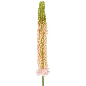Fox Tail Stem 84cm Pink by Florabelle Living, a Plants for sale on Style Sourcebook