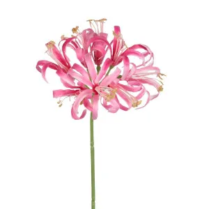 Nerine Lily Stem 61cm Pink by Florabelle Living, a Plants for sale on Style Sourcebook