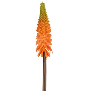 Red Hot Poker Stem 69cm Orange by Florabelle Living, a Plants for sale on Style Sourcebook