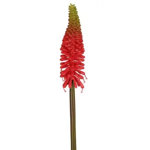 Red Hot Poker Stem 69cm Red by Florabelle Living, a Plants for sale on Style Sourcebook