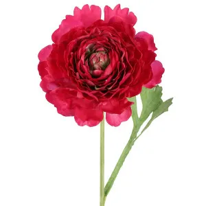 Ranunculus Stem 56cm Dark Pink by Florabelle Living, a Plants for sale on Style Sourcebook