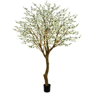 Giant Cherry Blossom Tree 2.4m White by Florabelle Living, a Plants for sale on Style Sourcebook
