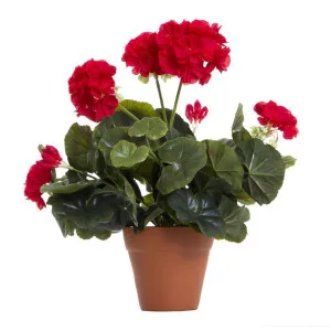 Geranium Bush in Terra Pot Red by Florabelle Living, a Plants for sale on Style Sourcebook
