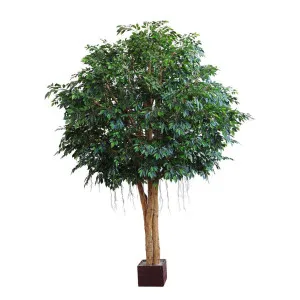 Mixed Ficus Giant Tree 3.7m 20496Lvs by Florabelle Living, a Plants for sale on Style Sourcebook
