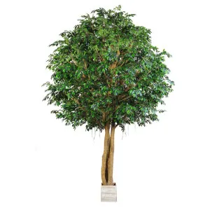 Mixed Ficus Giant Tree 3.7m 20496Lvs by Florabelle Living, a Plants for sale on Style Sourcebook