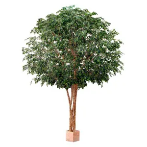 Mixed Ficus Giant Tree x 4 3.7m 30500Lvs by Florabelle Living, a Plants for sale on Style Sourcebook