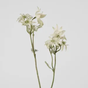 Flannel Flower Spray 75cm by Florabelle Living, a Plants for sale on Style Sourcebook