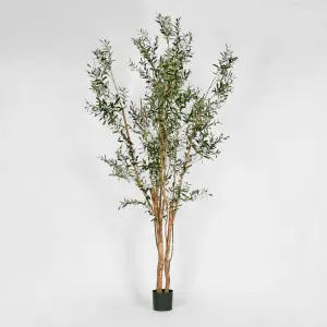 Olive Tree Multi Stem 280cm by Florabelle Living, a Plants for sale on Style Sourcebook