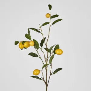 Lemon Stem With Fruits 98cm by Florabelle Living, a Plants for sale on Style Sourcebook